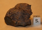 Wellman (c) - 57.3 grams